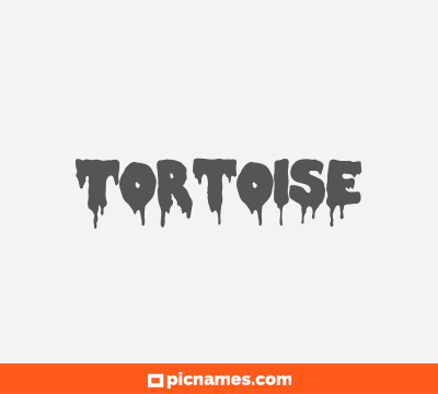 Tortoise