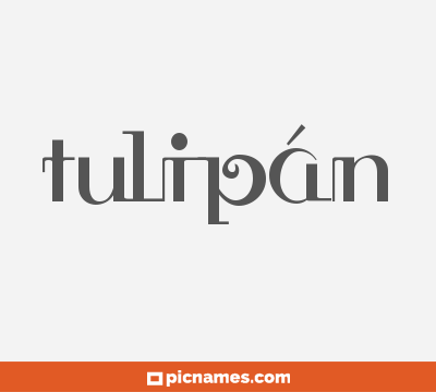 Tulipán