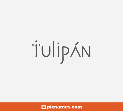 Tulipán