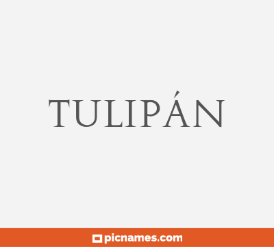 Tulipán