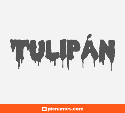 Tulipán