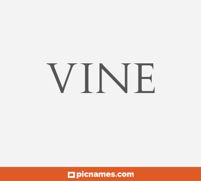 Vine