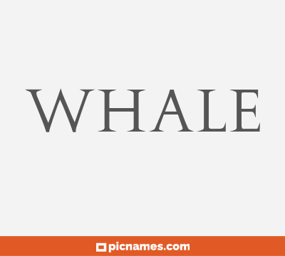 Whale